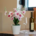 Apartman Dalija